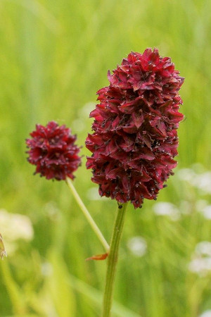 Sanguisorba officinalis